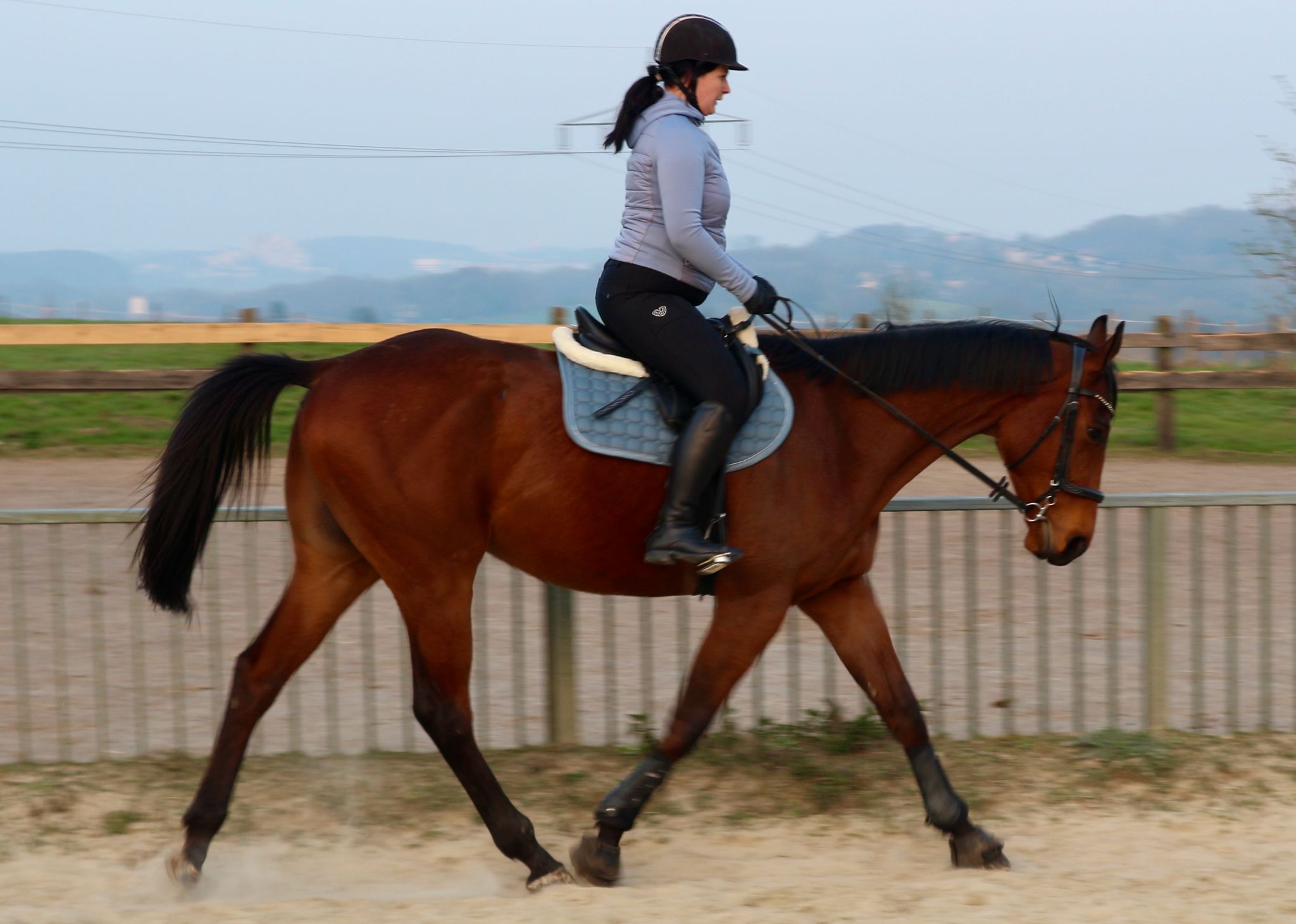 Pferd bei FromTrackToTalent