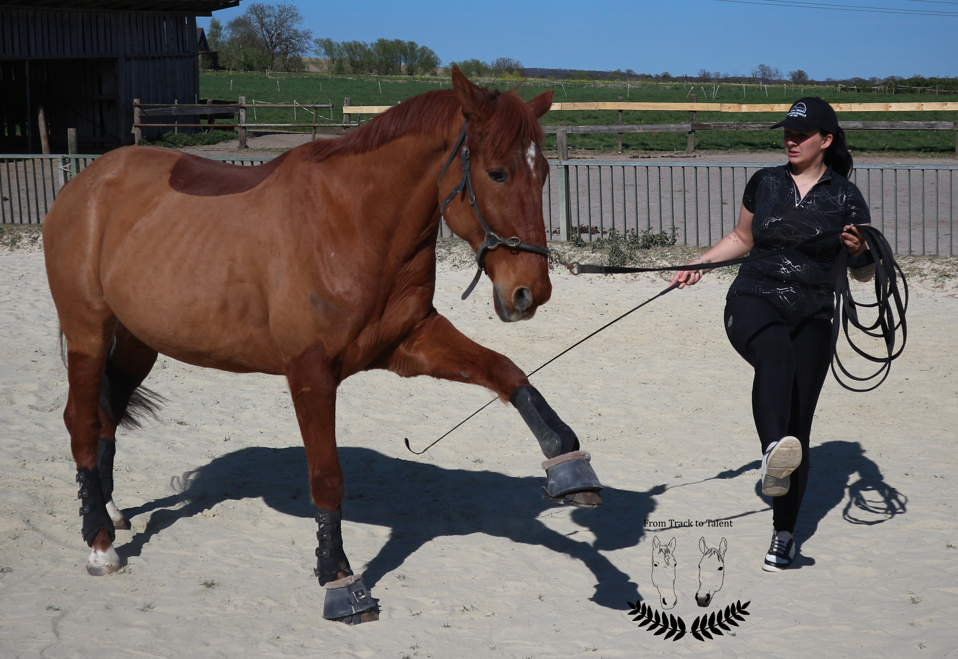 Bodenarbeit mit dem Pferd